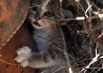 H2702004_She Saved Broken Kitten Now He Has Family