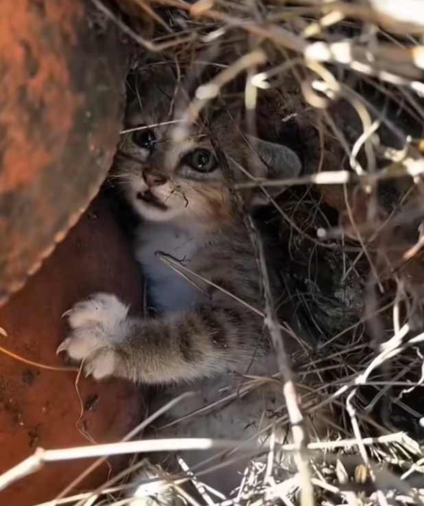 H2702004_She Saved Broken Kitten Now He Has Family