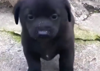 T3001020 Another life tested beyond fairness