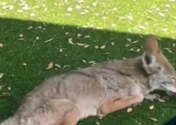 H2702005_She Saved Wounded Coyote She Saved Wounded