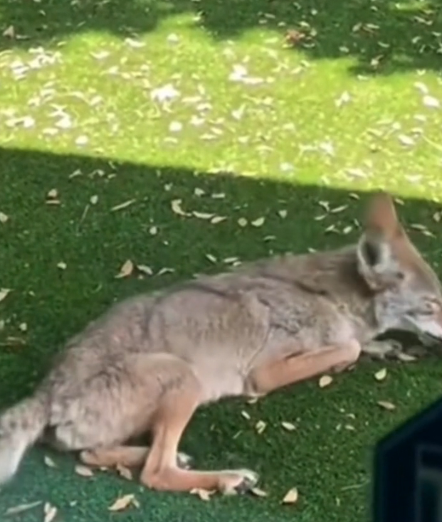 H2702005_She Saved Wounded Coyote She Saved Wounded