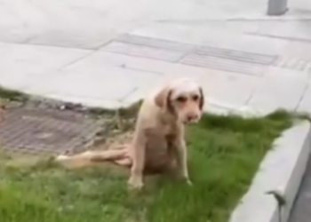 H2702007_She Found Pregnant, Injured Dog Abandoned