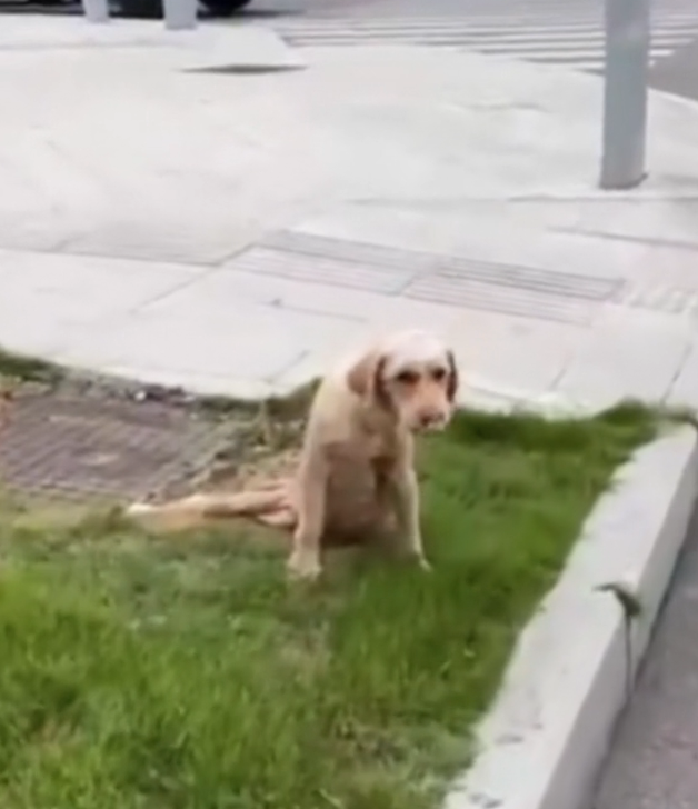 H2702007_She Found Pregnant, Injured Dog Abandoned