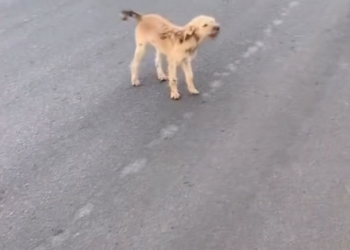 H2702008_Couple Rescued Dog Left Behind Now