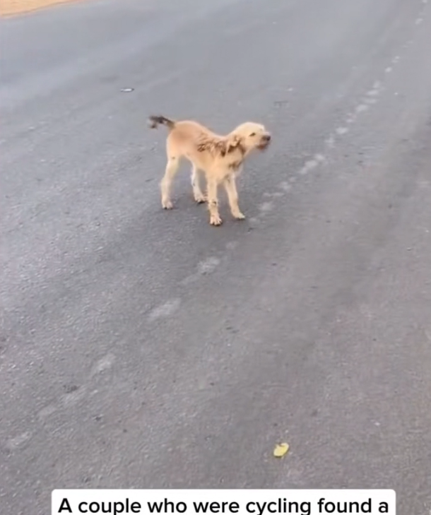 H2702008_Couple Rescued Dog Left Behind Now