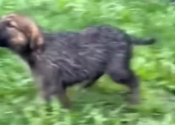 H2702009_He Was Abandoned in Rain She Saved Him