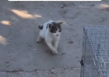 H2702010_Cat Was Attacked by Pack of Dogs What