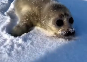 H2702011_Lost Baby Harp Seal Was Crying Its Mom