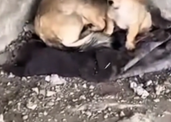 H2702012_Dog Begged Man Help What He Found Broke