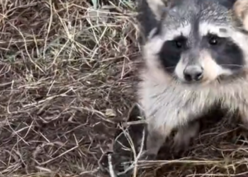 H2702014_He Rescued Raccoon Deadly Trap Wait