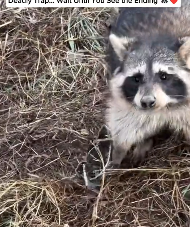 H2702014_He Rescued Raccoon Deadly Trap Wait