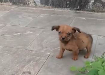 H2702015_She Found Puppy Abandoned on Street What