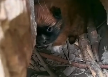 T3001019 Help arrived after the damage was done