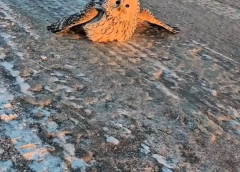 H2702016_Rescue to Freedom Why Owl Came Back Home