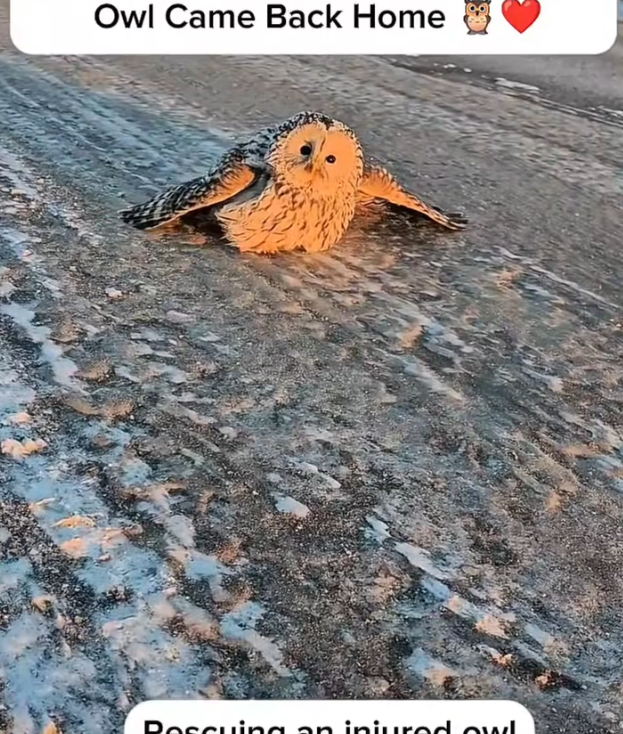 H2702016_Rescue to Freedom Why Owl Came Back Home