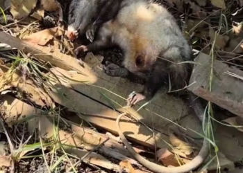 H2702017_Orphaned Baby Opossum Rescued After Losing Mom