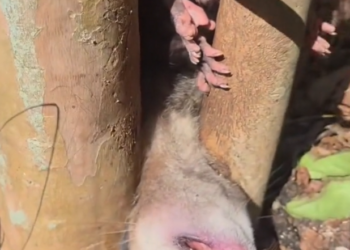 H2702018_An opossum was rescued after being trapped between