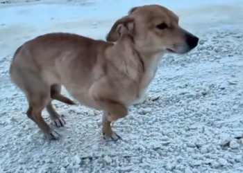 H2702019_She Was Freezing Shaking in Snow Rescui