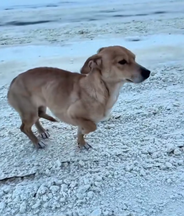 H2702019_She Was Freezing Shaking in Snow Rescui