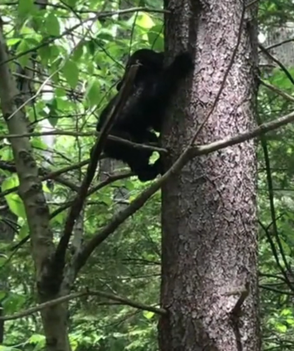 H2702020_Couple Finds Lost Baby Black Bear in Forest