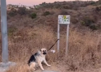 H2702021_Rescuing Lonely German Shepherd Left to Die