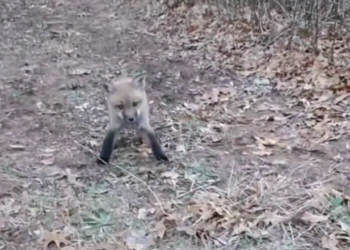 H2702022_Rescue baby fox lost in forest…Guess what