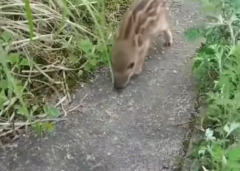 H2702023_family rescued an abandonedwild boar…