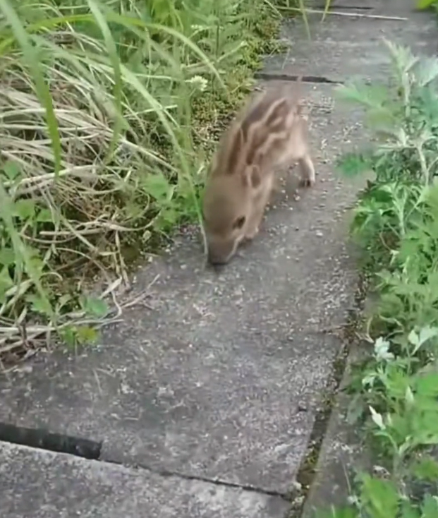 H2702023_family rescued an abandonedwild boar…