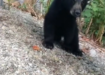 H2702024_couple rescued cub bear lost its mother