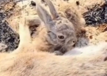 H2702025_farmer saved baby bunny after his mother die