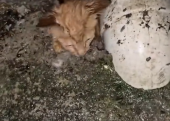 T3001018 No safety net. No second chances