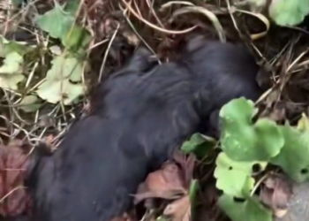 H2702026_woman rescue homeless black puppy