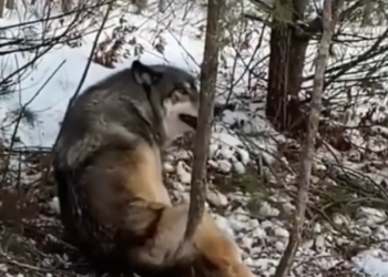 H2702027_Rescue wolf fell into hunter trap