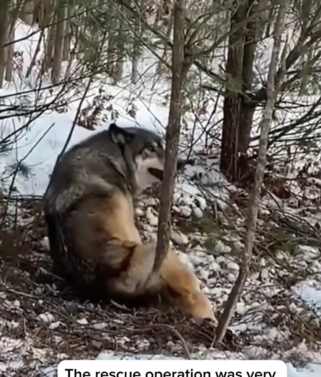 H2702027_Rescue wolf fell into hunter trap