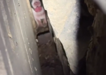 H2702028_couple saves newborn puppy certain death