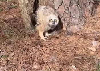 H2702029_touching story of woman who saved tiny baby