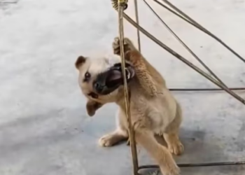 H2702031_Woman Rescues Helpless Puppy Certain Death