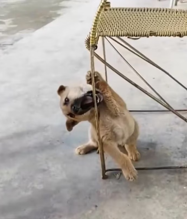 H2702031_Woman Rescues Helpless Puppy Certain Death