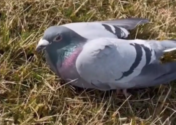 H2702033_Couple rescues helpless dove deadly