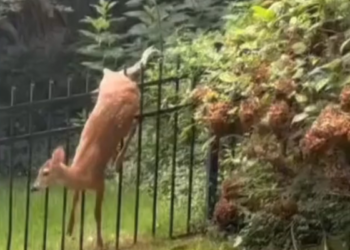 H2702036_Man Rescues Injured Deer Stuck in Fence Gives
