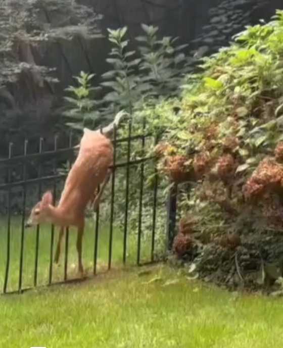 H2702036_Man Rescues Injured Deer Stuck in Fence Gives