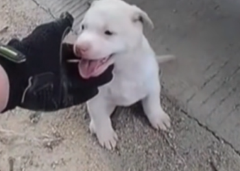 H2702038_Abandoned to Adored Woman Rescues White