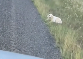 H2702039_Couple Rescues Abandoned Dog on Highway Gives