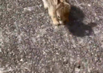 H2702040_Highway Rescue to Freedom Woman Saves