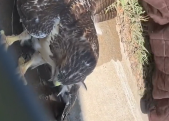 H2702041_Woman Rescues Injured Hawk on Highway Nurtures