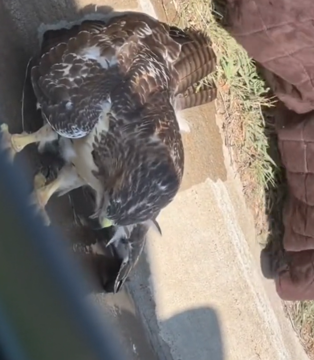 H2702041_Woman Rescues Injured Hawk on Highway Nurtures