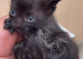 H2702043_Stray to Family How One Woman Changed