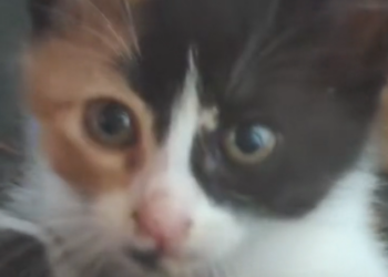 H2702044_Couple Rescues Homeless Kitten He Found