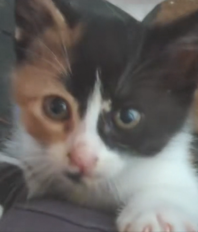 H2702044_Couple Rescues Homeless Kitten He Found