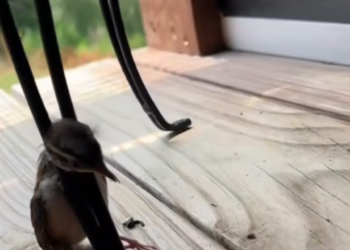 H2702045_Saving sparrow certain death…the ending